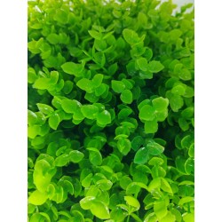 Bola Eucalipto Verde