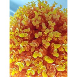 Bola Eucalipto Naranja