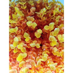 Bola Eucalipto Naranja