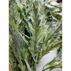 Planta colgante plerandra artifical