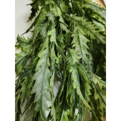 Planta colgante plerandra artifical