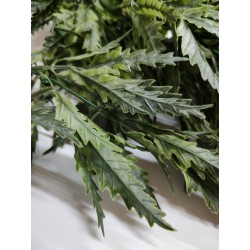 Planta colgante plerandra artifical